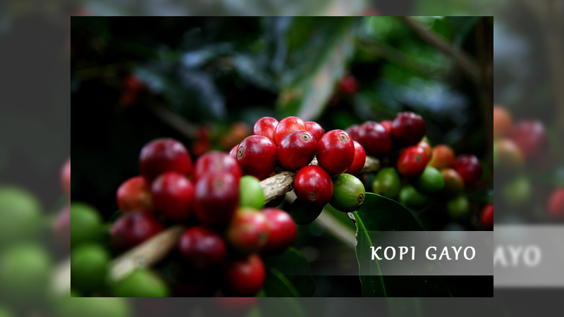 kopi gayo